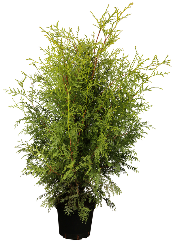 Bild 1 von Lebensbaum Brabant Thuja occidentalis H 40 - 60 cm 2 L Container