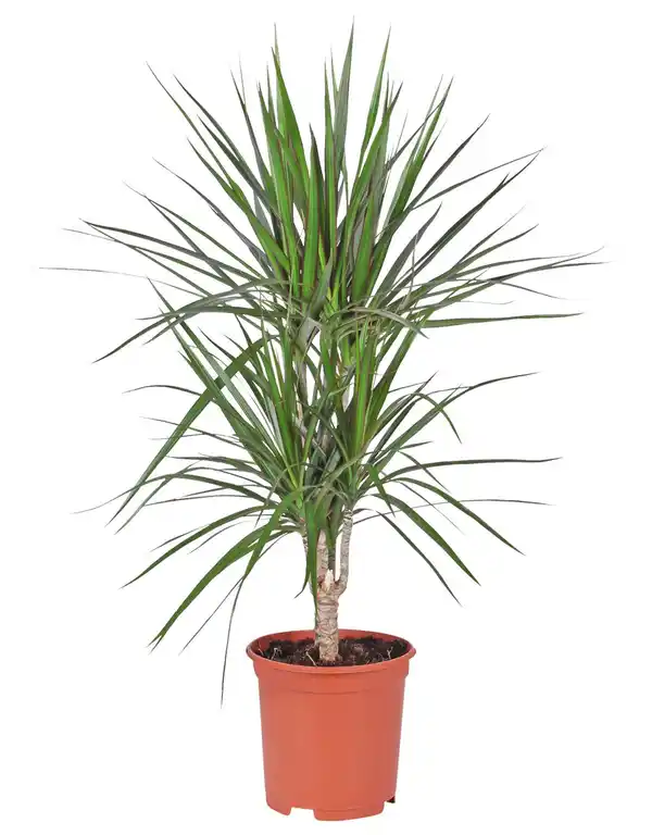 Bild 3 von Grünpflanze XXL