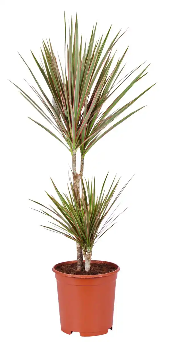 Bild 2 von Grünpflanze XXL