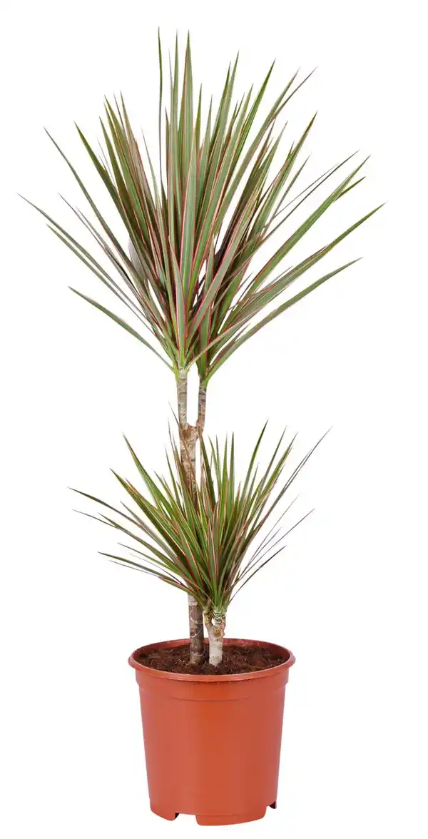 Bild 2 von Grünpflanze XXL