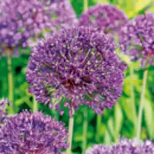 Finest Garden Allium Blumenzwiebeln