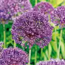 Bild 1 von Finest Garden Allium Blumenzwiebeln