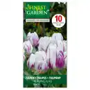 Bild 3 von Finest Garden Tulpen