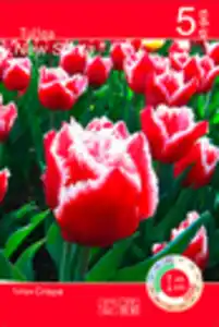 Tulpen 'Crispa' versch. Sorten und Farben