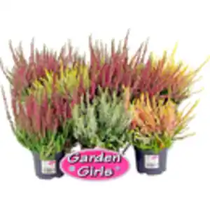 Calluna 'Garden Girls' 13cm Topf