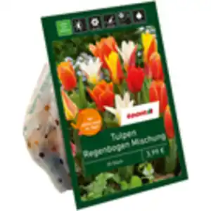 toom Botanische Tulpen 'Regenbogen' 20 Zwiebeln