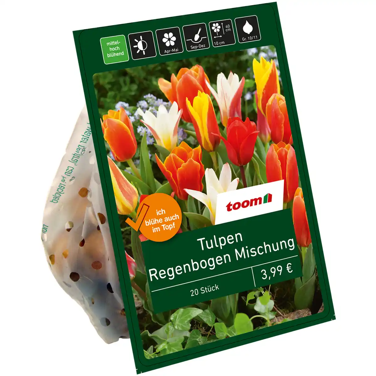 Bild 1 von toom Botanische Tulpen 'Regenbogen' 20 Zwiebeln