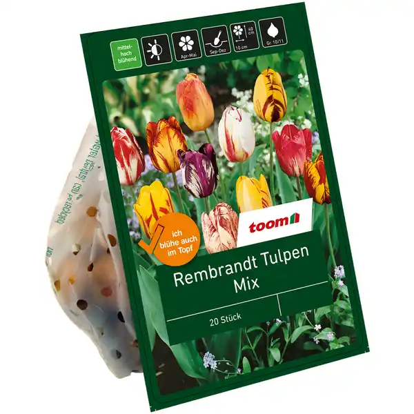 Bild 1 von toom Rembrandt-Tulpen-Mix 20 Zwiebeln