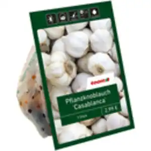 toom Knoblauch 'Casablanca' 3 Zwiebeln