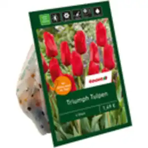 toom Triumph-Tulpen rot 6 Zwiebeln