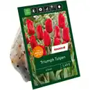 Bild 1 von toom Triumph-Tulpen rot 6 Zwiebeln