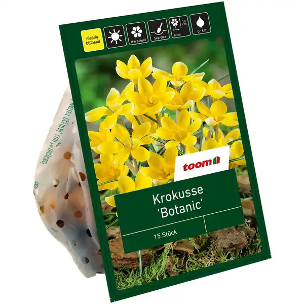 Bild 1 von toom Botanische Krokusse gelb 15 Zwiebeln