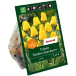 toom Tulpen 'Golden Apeldoorn' gelb 6 Zwiebeln