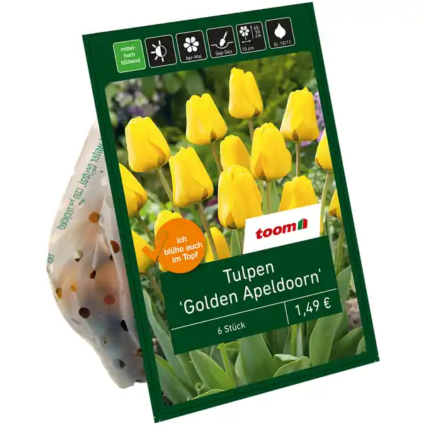 Bild 1 von toom Tulpen 'Golden Apeldoorn' gelb 6 Zwiebeln