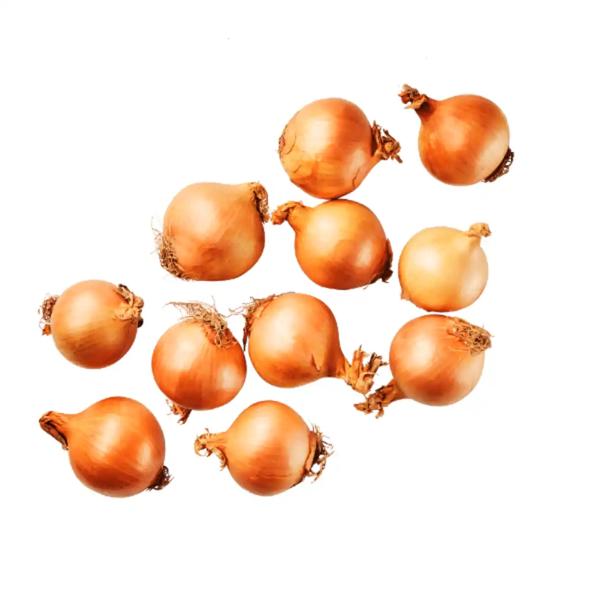 Bild 1 von GUT BIO Bio-Speisezwiebeln 500g