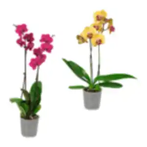 GARDENLINE Phalaenopsis