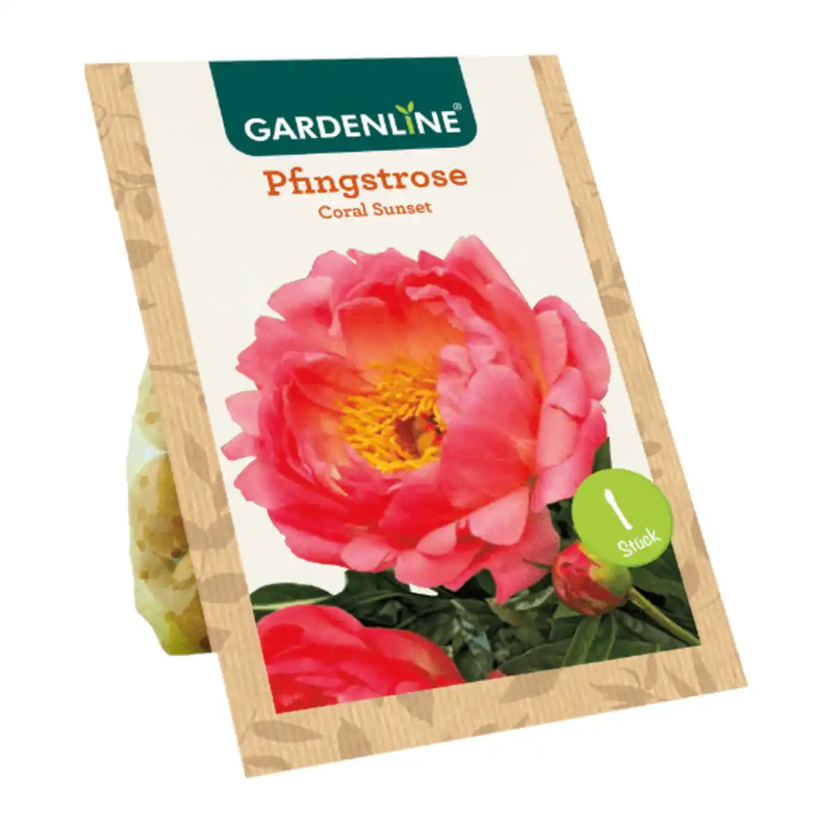 Bild 4 von GARDENLINE Premium-Pfingstrosenknolle