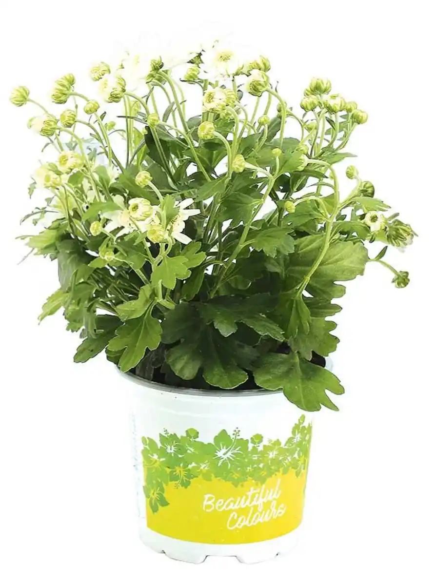 Bild 3 von Herbstchrysantheme