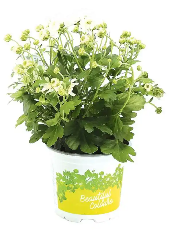 Bild 3 von Herbstchrysantheme