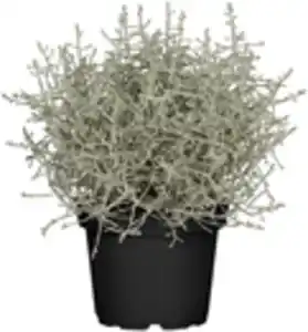 Stacheldrahtpflanze Calocephalus brownii 10,5 cm Topf