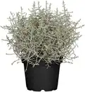 Bild 1 von Stacheldrahtpflanze Calocephalus brownii 10,5 cm Topf
