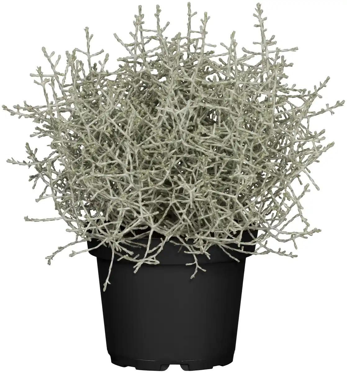 Bild 1 von Stacheldrahtpflanze Calocephalus brownii 10,5 cm Topf