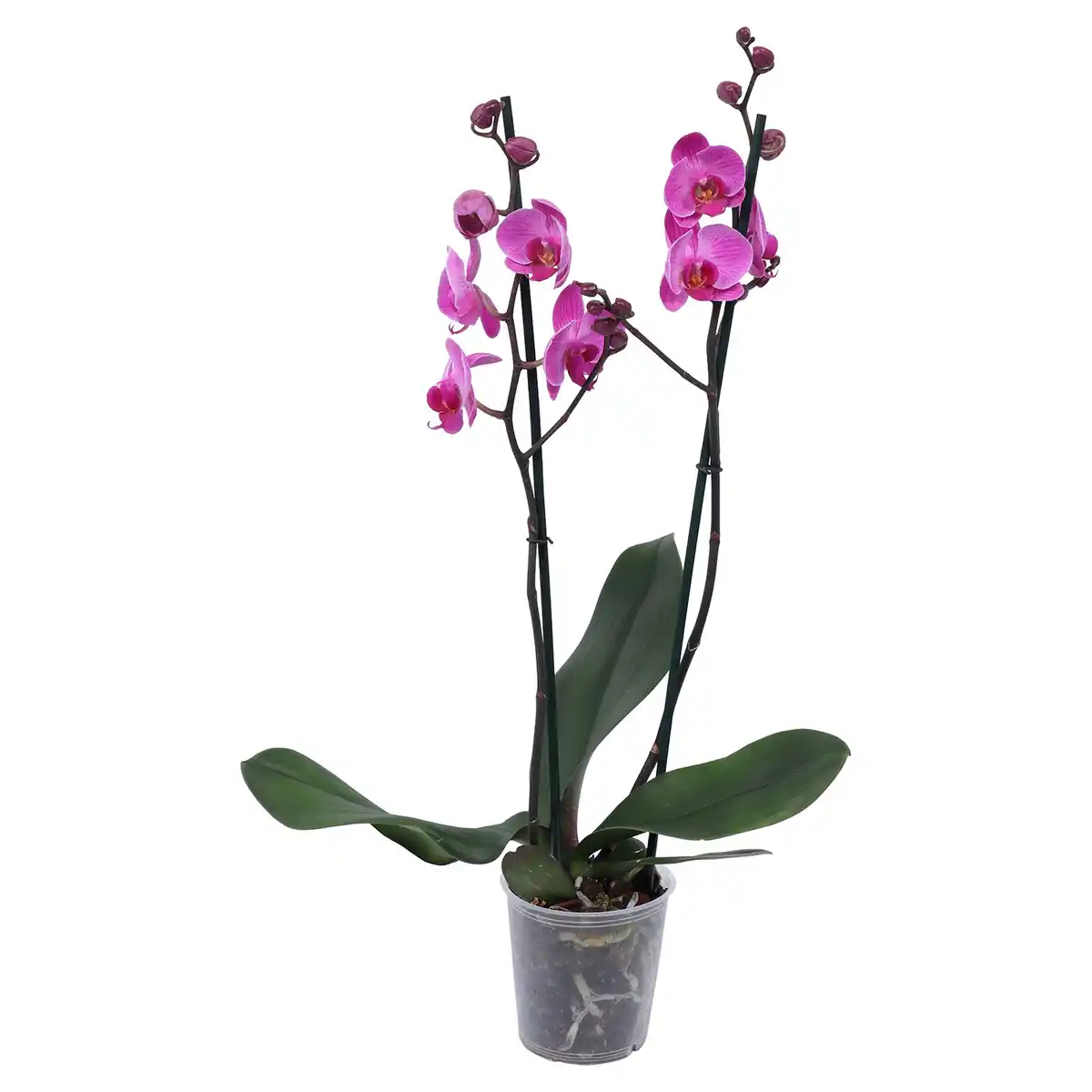 Bild 2 von GARDENLINE Orchidee