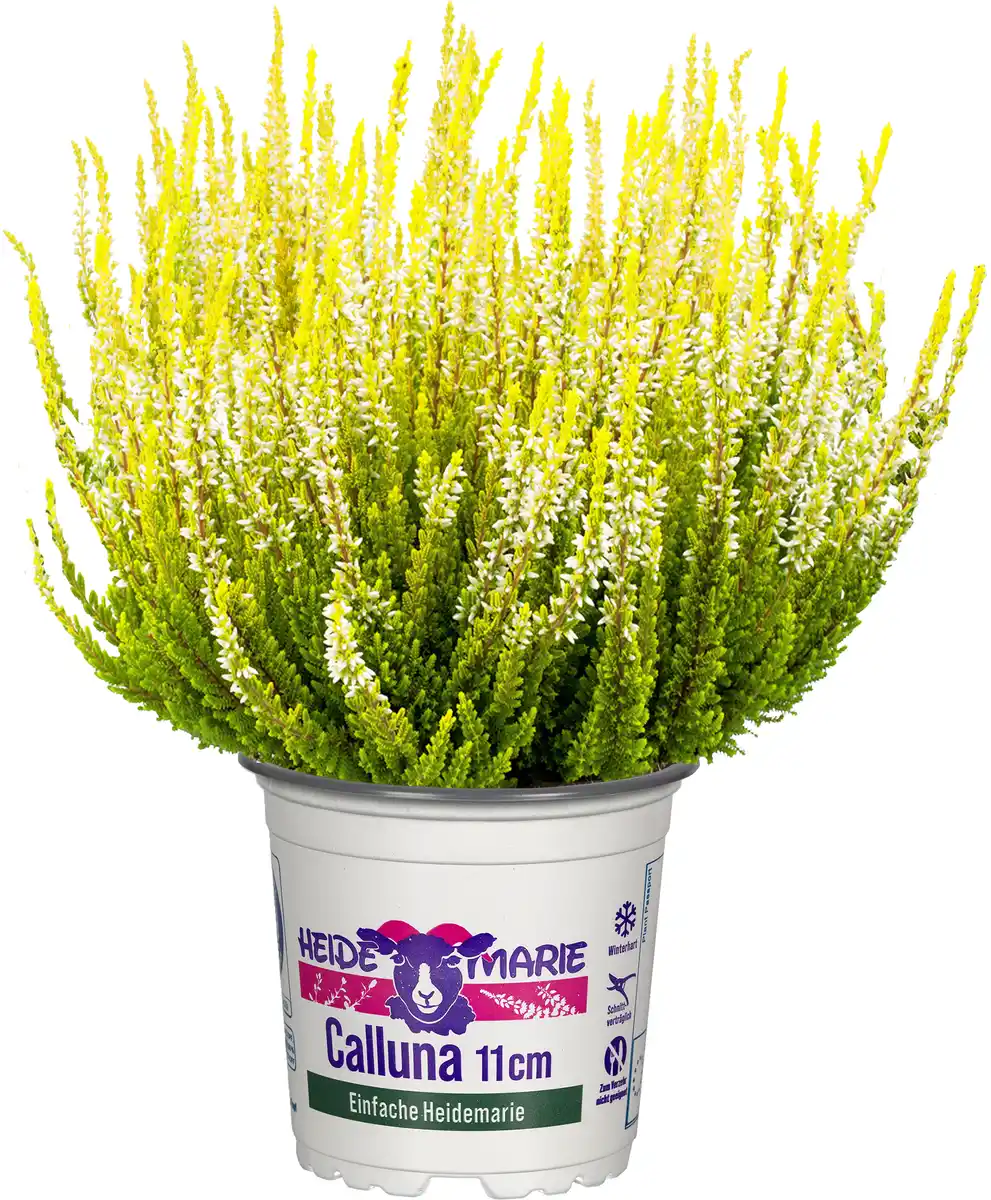 Bild 1 von Heidemarie Calluna vulgaris die Einfache Heidemarie® H 12 - 15 cm P11 Container