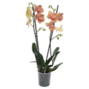 GARDENLINE Orchidee