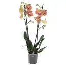 Bild 1 von GARDENLINE Orchidee