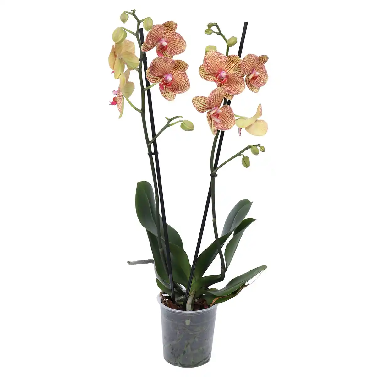 Bild 1 von GARDENLINE Orchidee