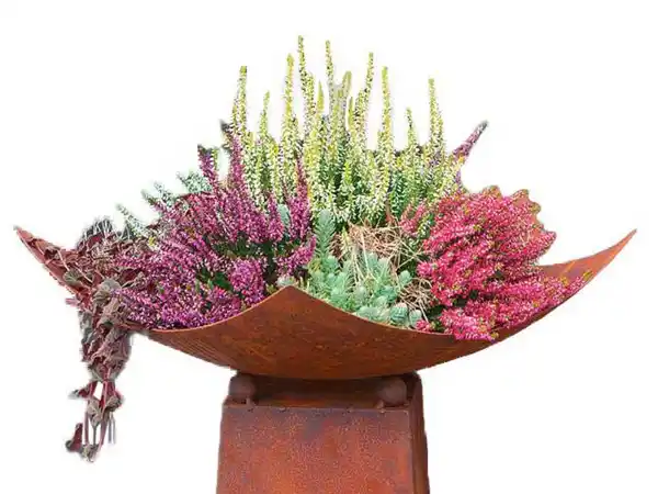 Bild 2 von Herbstheide