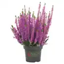 Bild 2 von GARDENLINE Calluna