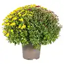 Bild 2 von GARDENLINE Chrysanthemen-Trio