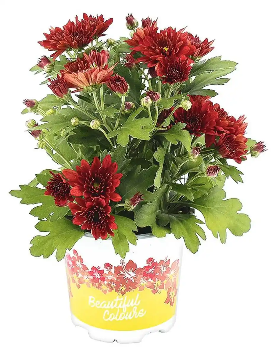 Bild 4 von Herbstchrysantheme