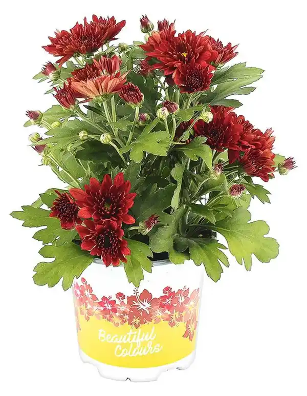 Bild 4 von Herbstchrysantheme