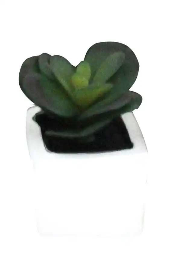 Bild 4 von Deko-Sukkulente