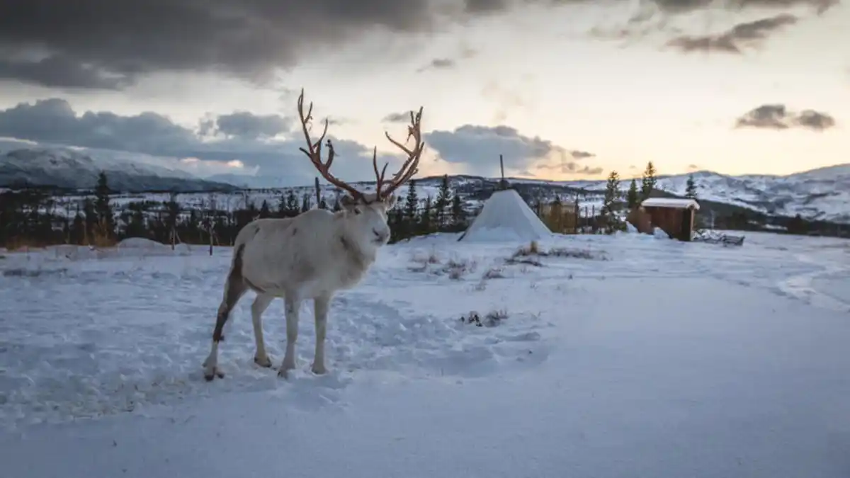 Bild 1 von Rundreisen Norwegen: Rundreise ab/an Tromsø inkl. Lofoten