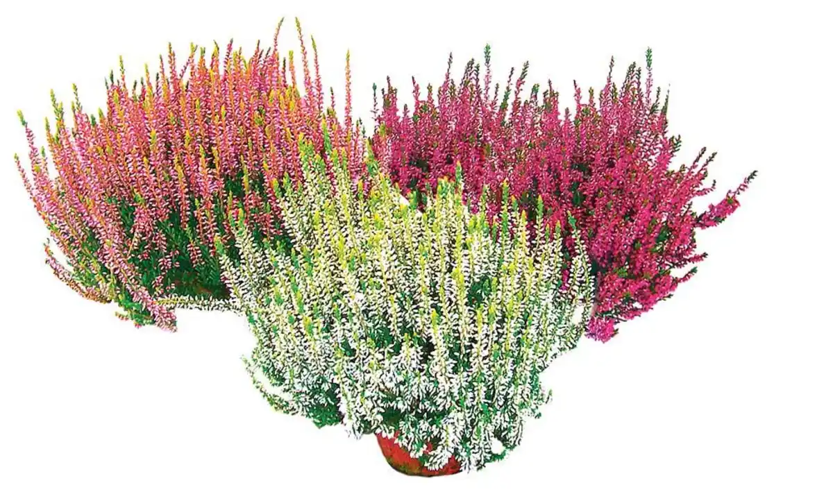 Bild 1 von Herbstheide