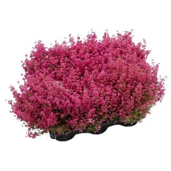 Bild 2 von Besenheide