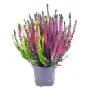 Bild 1 von GARDENLINE Calluna „Colour Crown“