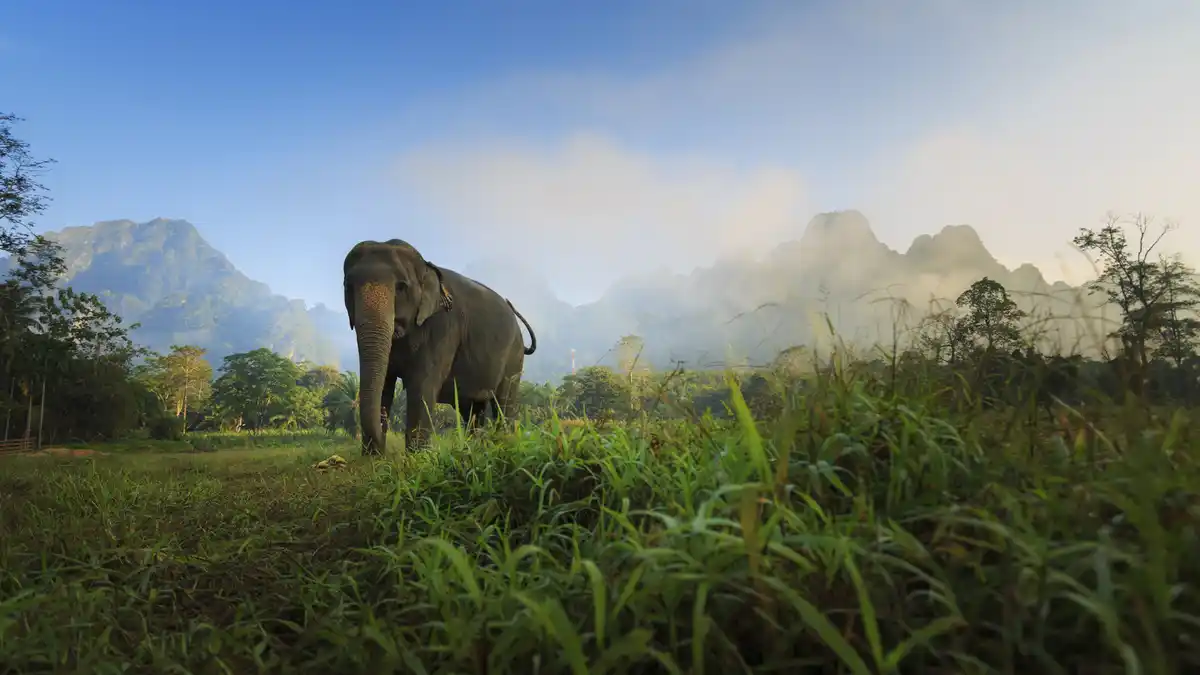 Bild 1 von Thailand- 5* Mai Khao Lak Beach Resort & Elephant Hills Camp