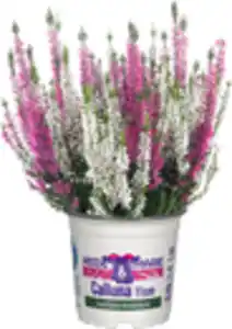 Heidemarie Calluna vulgaris die Zweifache Heidemarie®  H 12 - 15 cm P11 Container