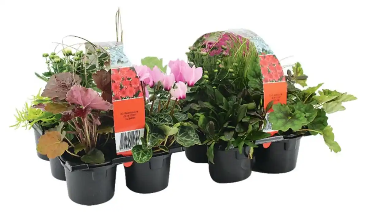 Bild 2 von Herbstpflanzen