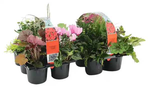 Bild 2 von Herbstpflanzen