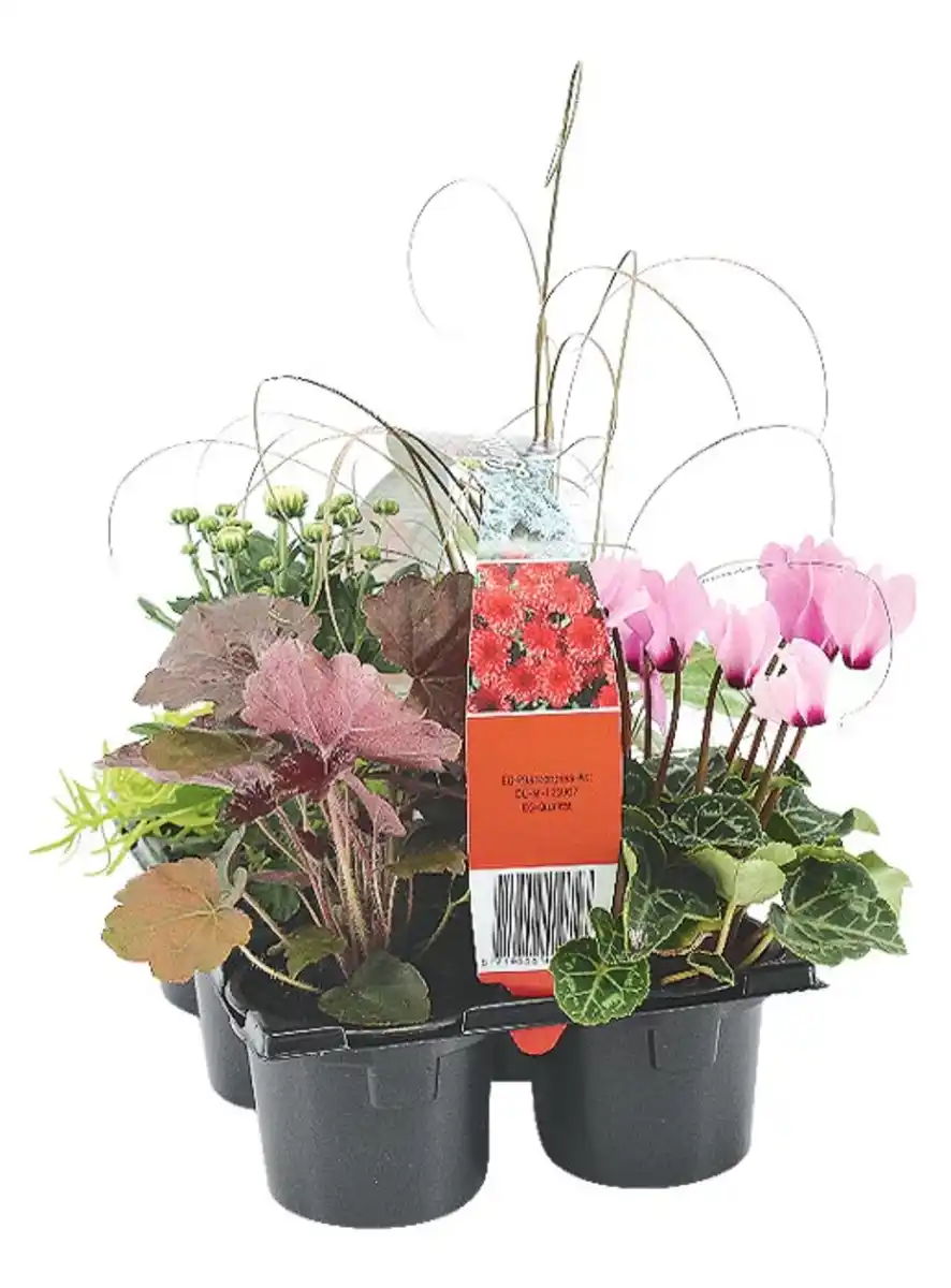 Bild 1 von Herbstpflanzen