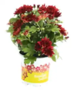 Herbstchrysantheme