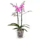 Bild 3 von GARDENLINE Orchidee