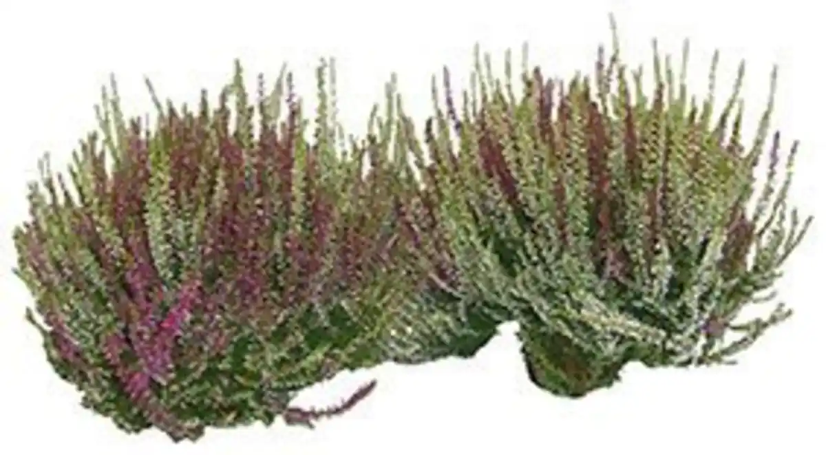 Bild 2 von Herbstheide