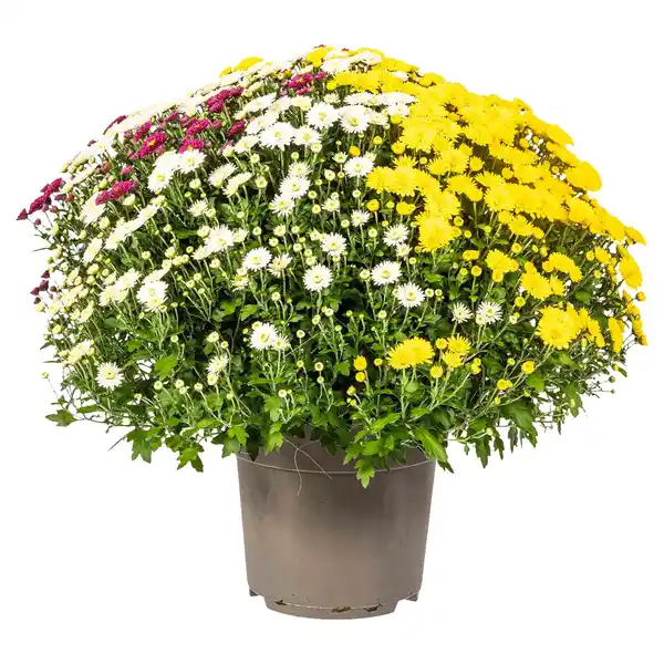 Bild 1 von GARDENLINE Chrysanthemen-Trio